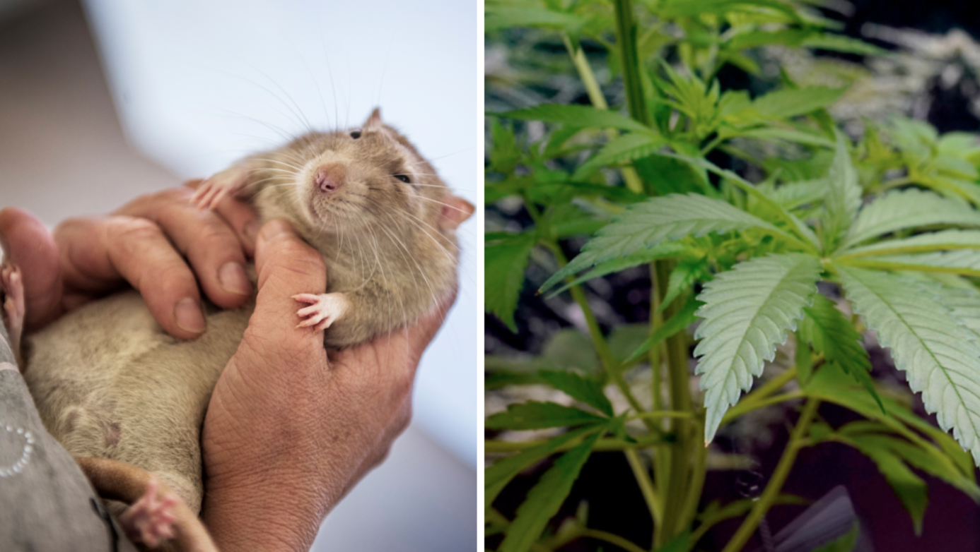 Polis beskyller råttor för att ha ätit upp 200 kilo cannabis som varit i polisens förvar.